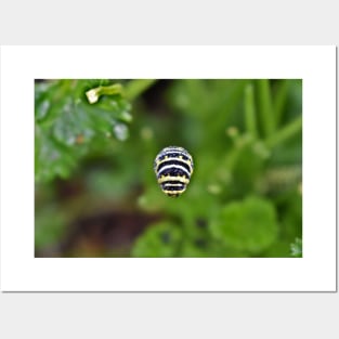 Swallowtail Caterpillar Posters and Art